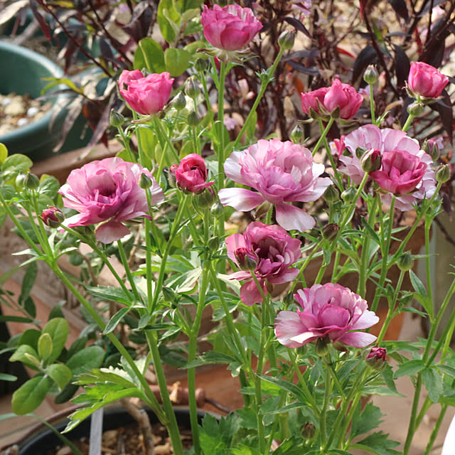 rokokoさんの部屋