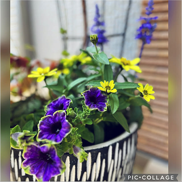 yukarin-gardenさんの実例写真