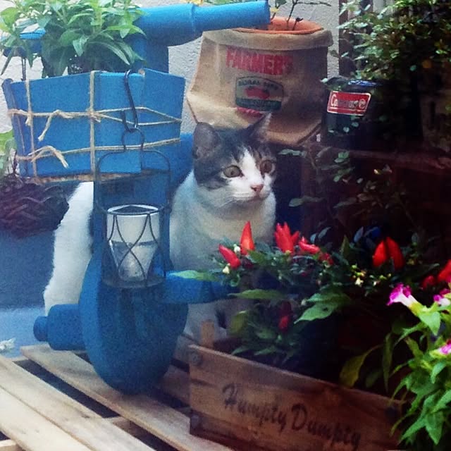 minkokoさんの実例写真