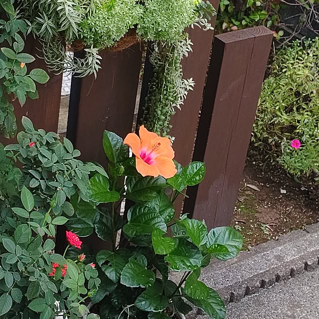 玄関/入り口/ミニバラ/多肉植物寄せ植え/ハイビスカスのインテリア実例 - 2023-09-14 07:43:40
