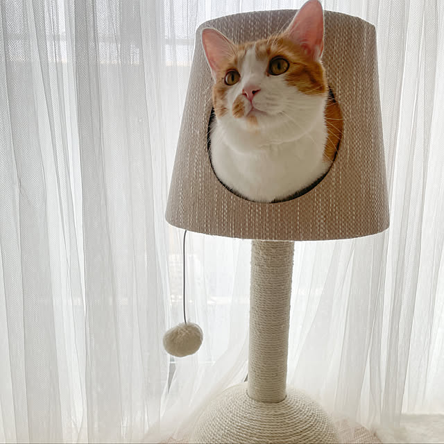 Ayakaさんの実例写真