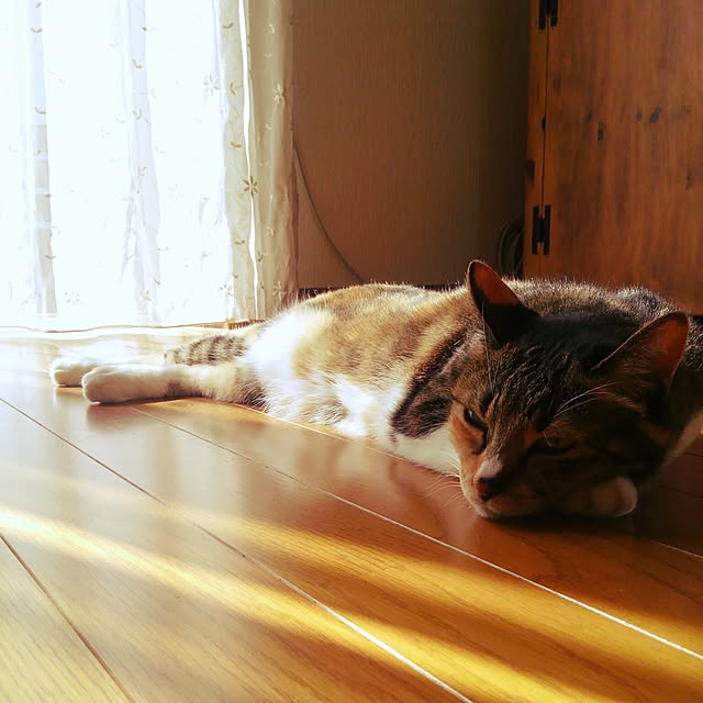 tomo1220さんの実例写真