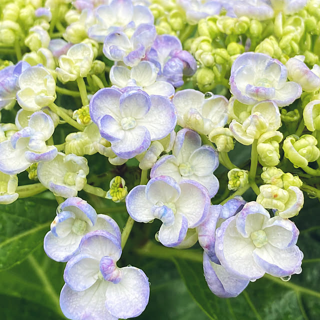 moainanoさんの部屋