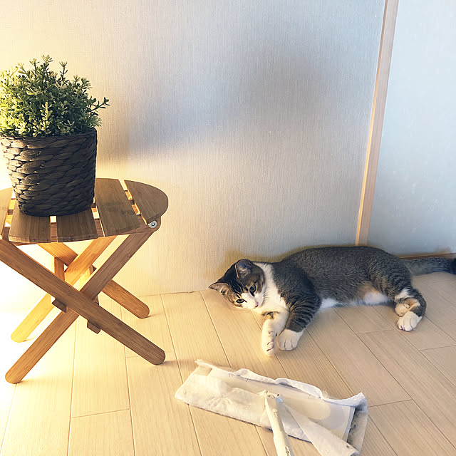 nekomiさんの実例写真