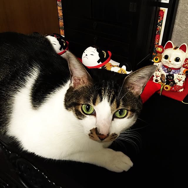 yuchiさんの実例写真