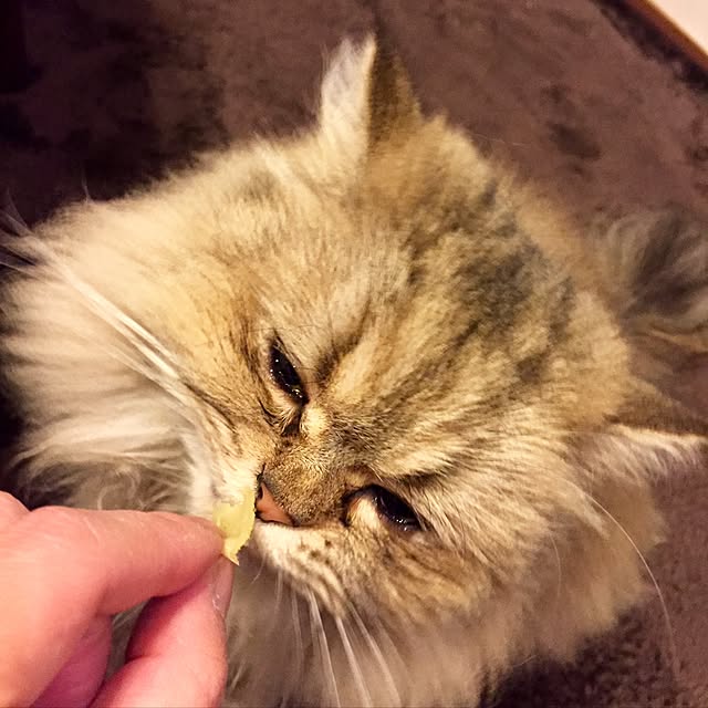 butachanさんの実例写真