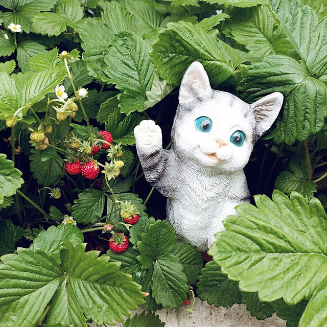Miyumamaさんの実例写真