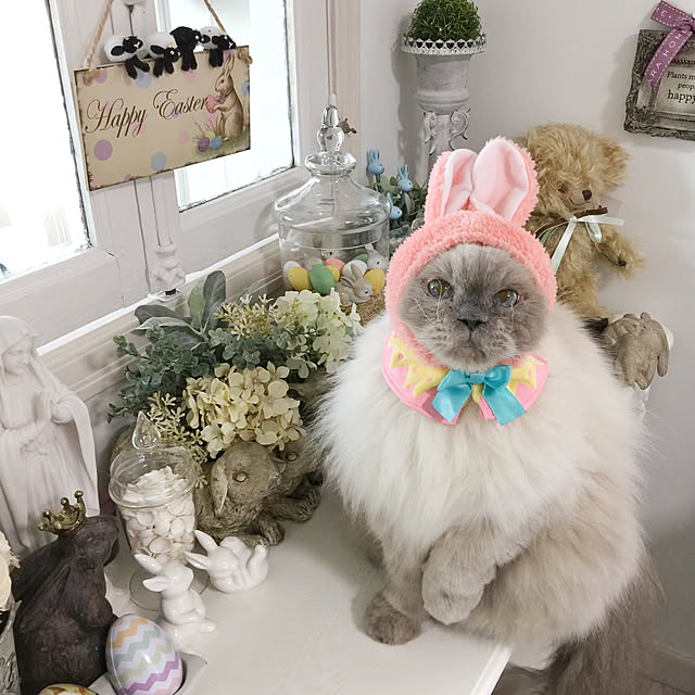 yuchiさんの実例写真
