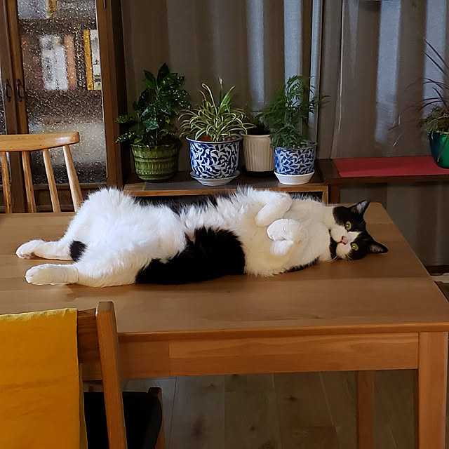 nyagosanさんの実例写真