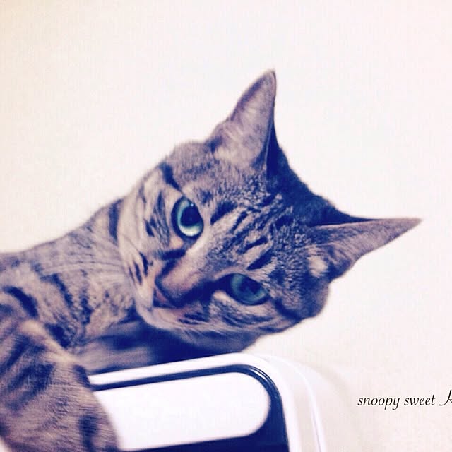 snoopyさんの実例写真