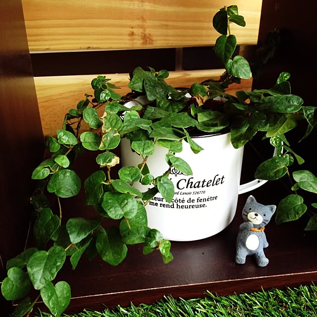 部屋全体/植物のインテリア実例 - 2014-08-29 00:58:34