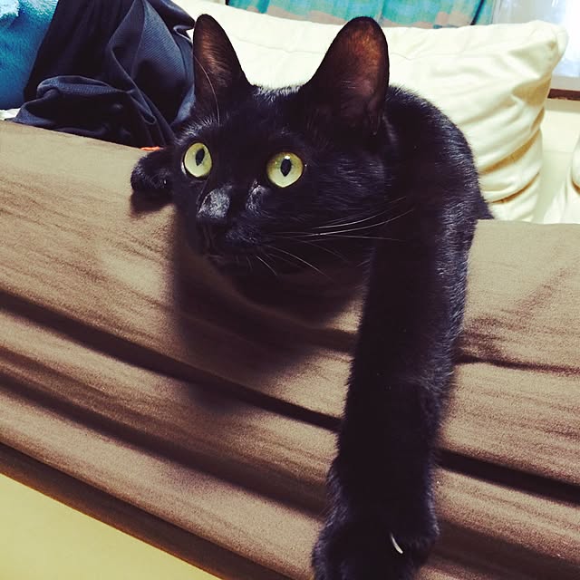 sijimiさんの実例写真