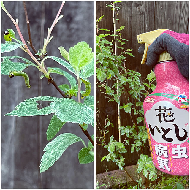 maimai0110さんの実例写真