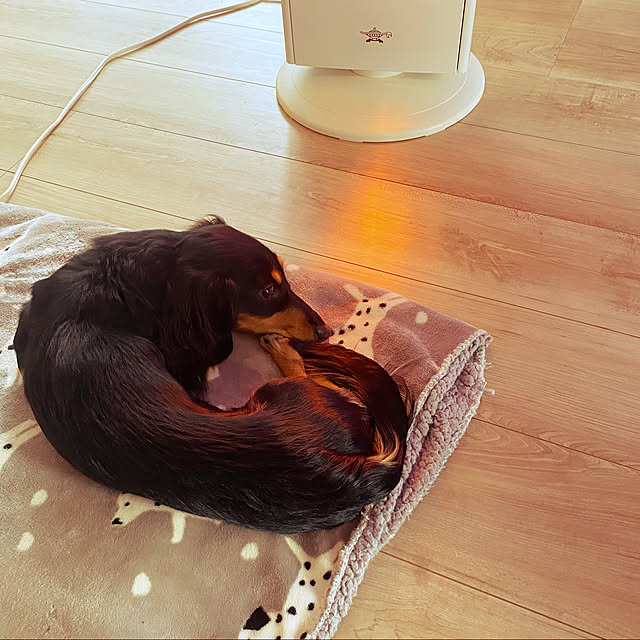 uninekoさんの実例写真