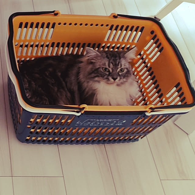 annetina374さんの実例写真