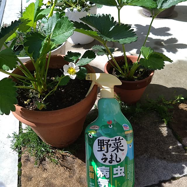 odecomaikoさんの実例写真