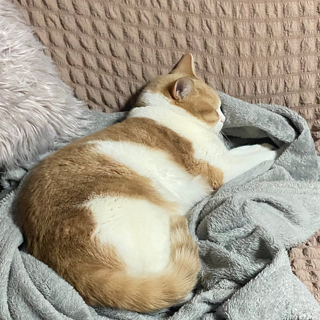 mintteaさんの部屋