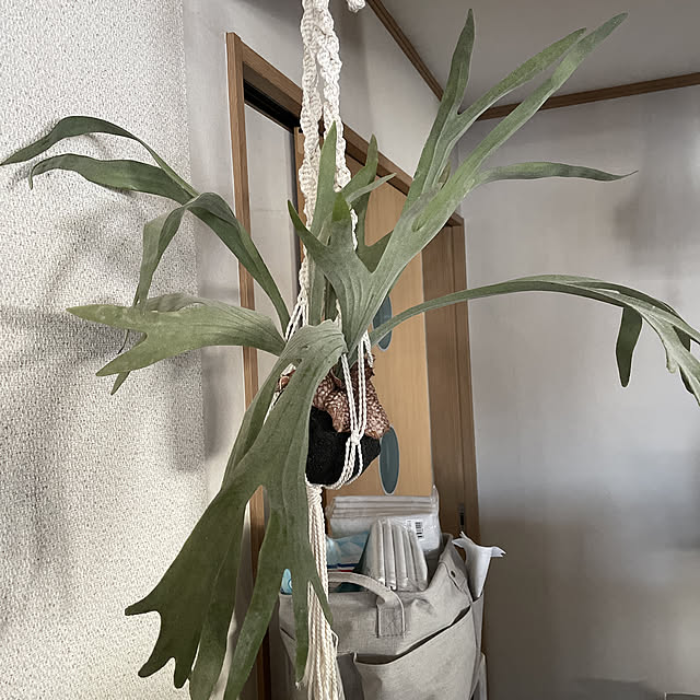 amipearlさんの実例写真