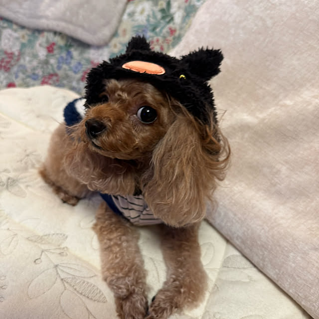 mamizaさんの部屋