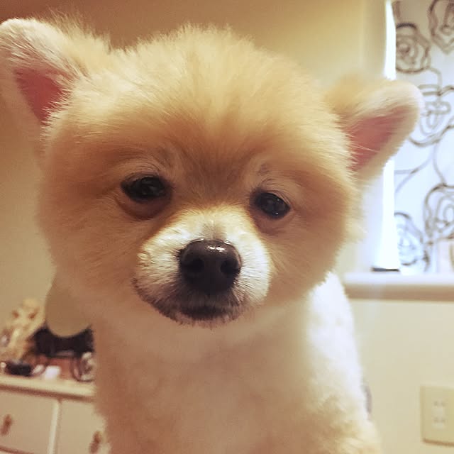 tomomoさんの実例写真
