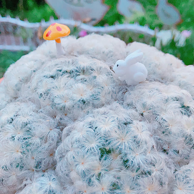 Hanakaさんの部屋
