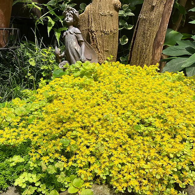 黄色い絨毯みたい/もっさり/妖精の置物/実家の庭/多肉植物の花...などのインテリア実例 - 2022-06-29 11:52:33