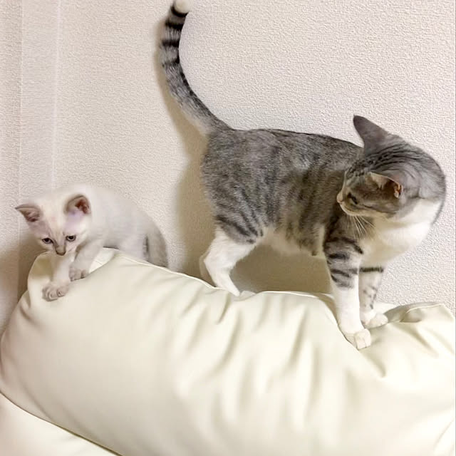 Honamiさんの実例写真