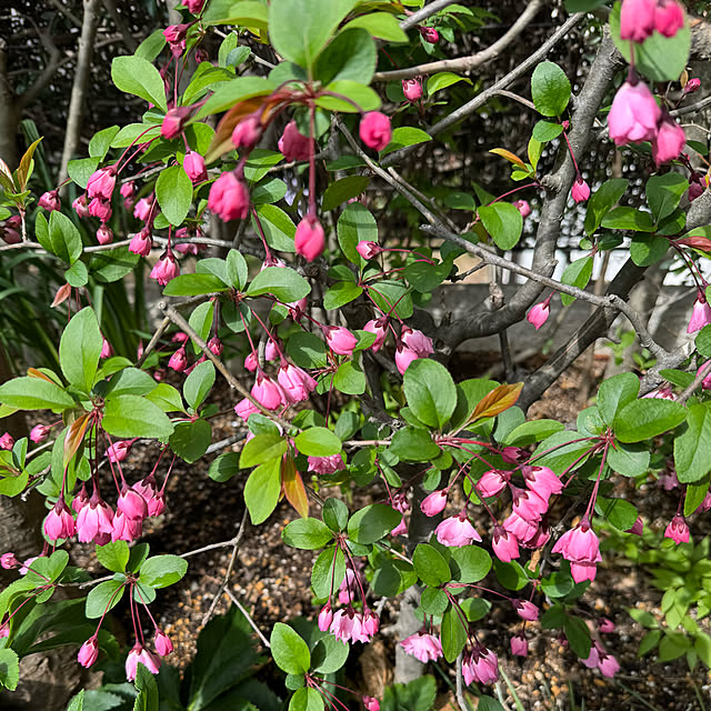 mamizaさんの部屋