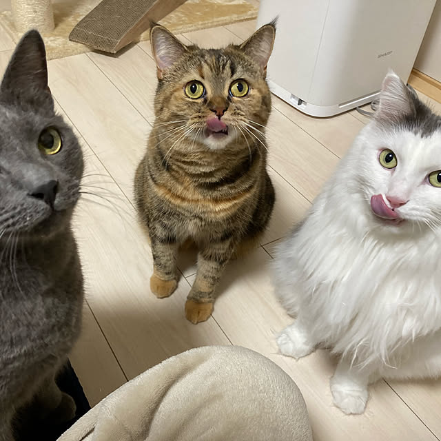 aiさんの実例写真