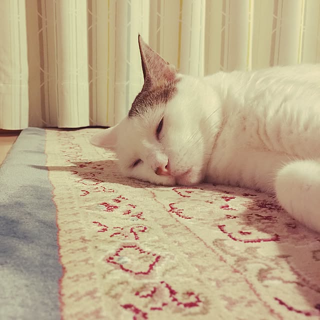 coedodecoさんの実例写真