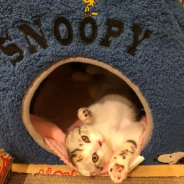 yokkochanさんの実例写真