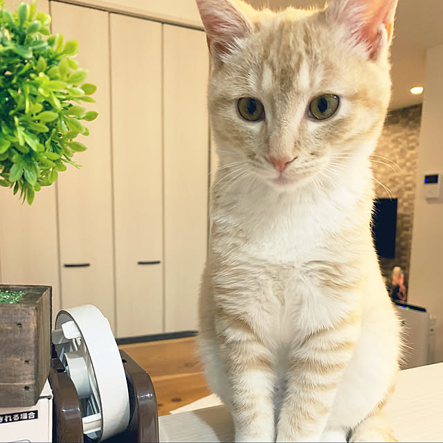 yhksさんの実例写真
