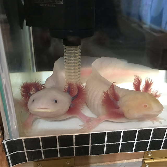 satatinさんの実例写真