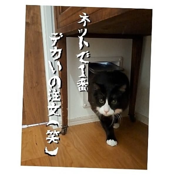 kankanmom_horn_5catsさんの部屋