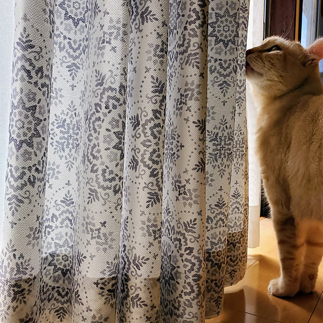 makoさんの実例写真