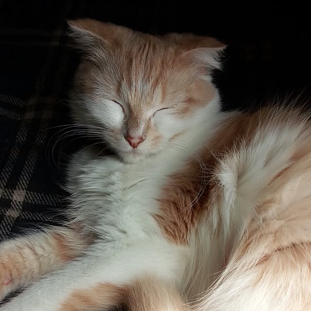 yuさんの実例写真