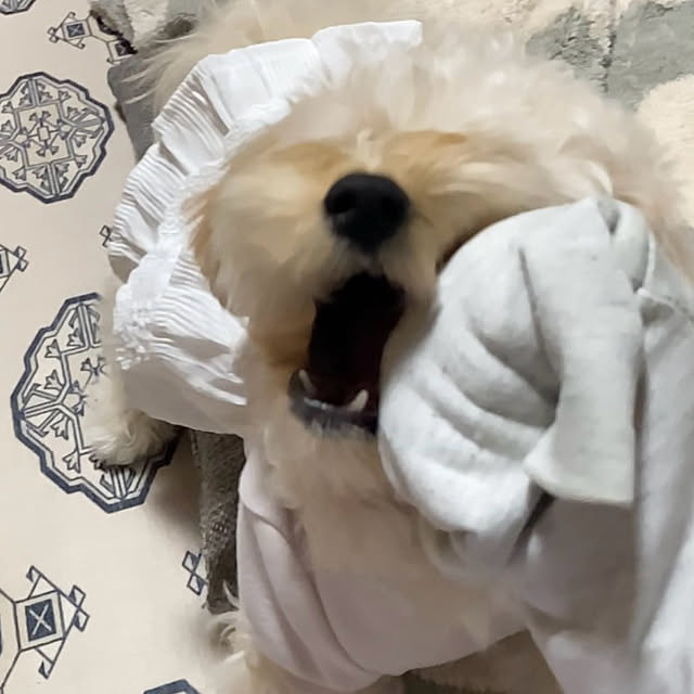 chachamamaさんの部屋