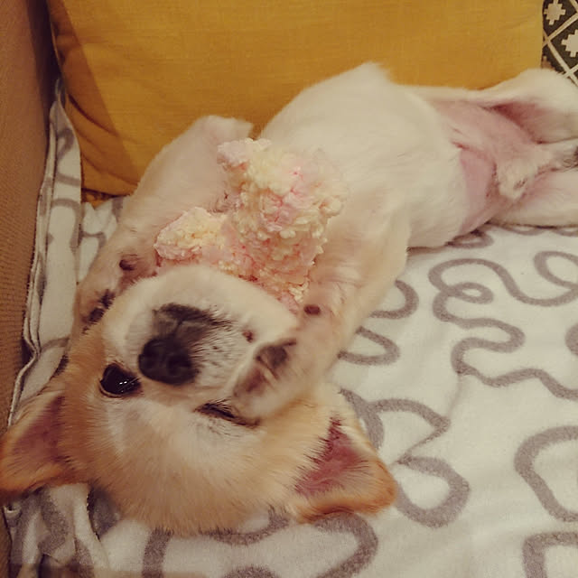 mooemin..さんの実例写真