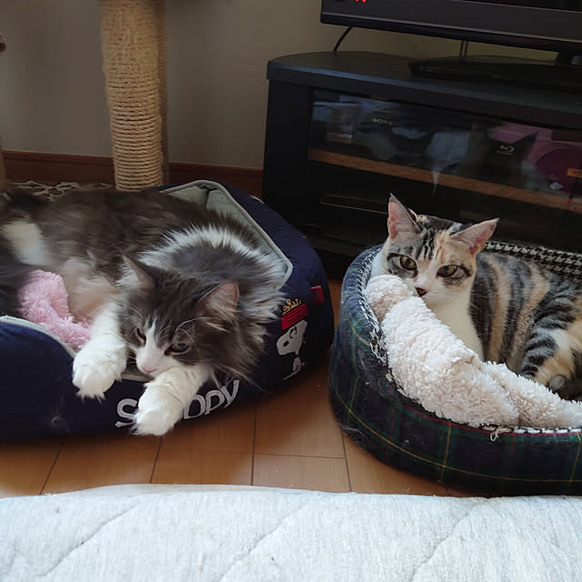 shinobuさんの実例写真