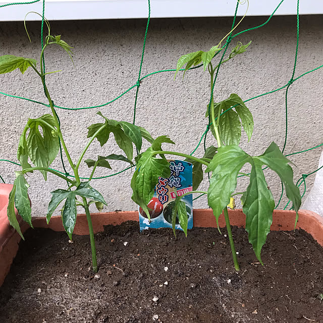 Yokoさんの実例写真