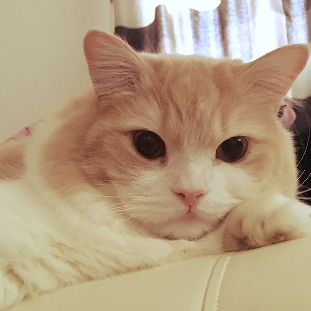 gomachanさんの実例写真