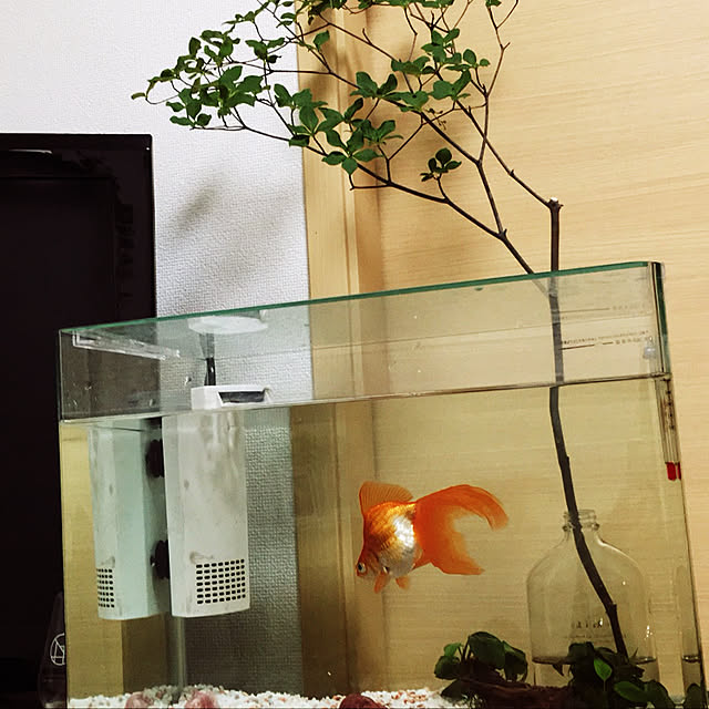 toshiさんの実例写真