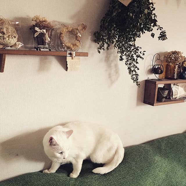 hanna-riさんの実例写真