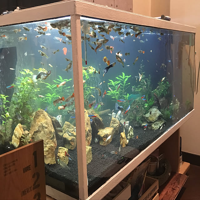 piro4900さんの実例写真