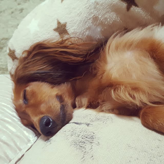 Sachiさんの実例写真