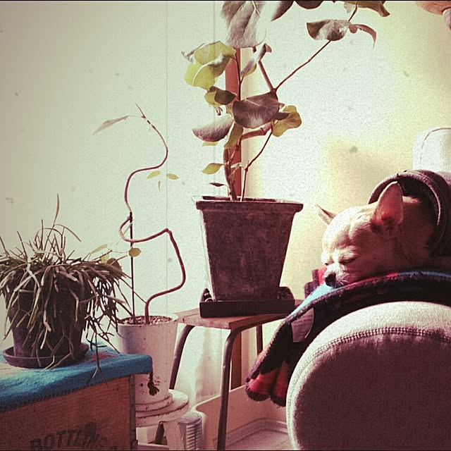 kakitaeさんの実例写真