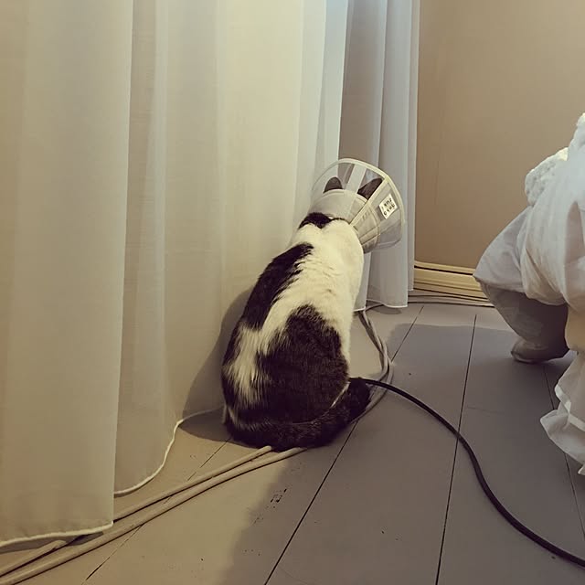 Shihoさんの実例写真