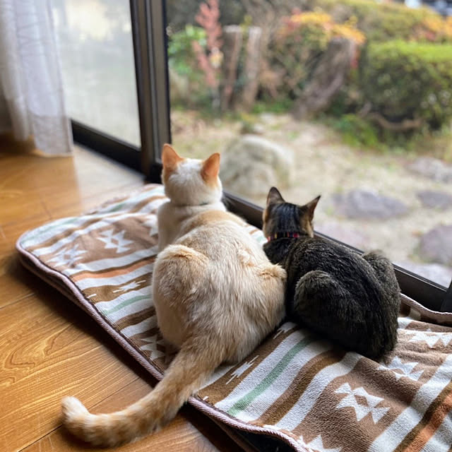 mohhaさんの実例写真