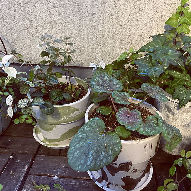 gachaさんの実例写真