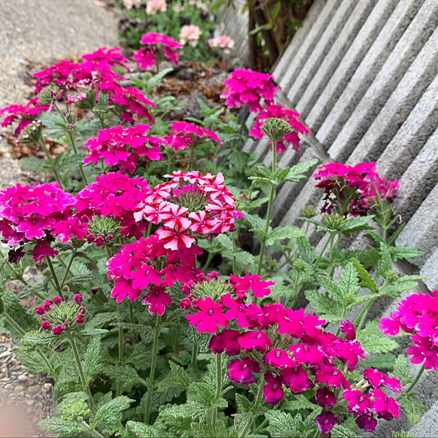 yukarin-gardenさんの実例写真